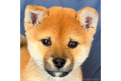 成約済の愛知県の柴犬-349992の2枚目